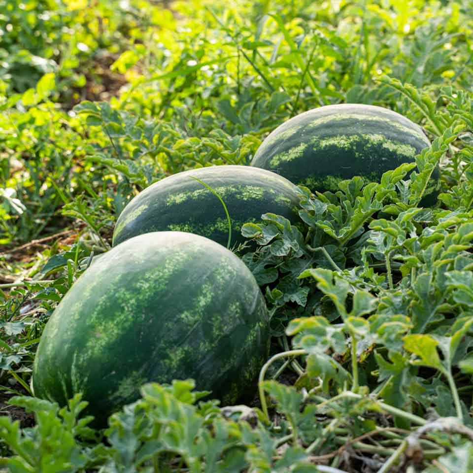Melons Robinson Fresh
